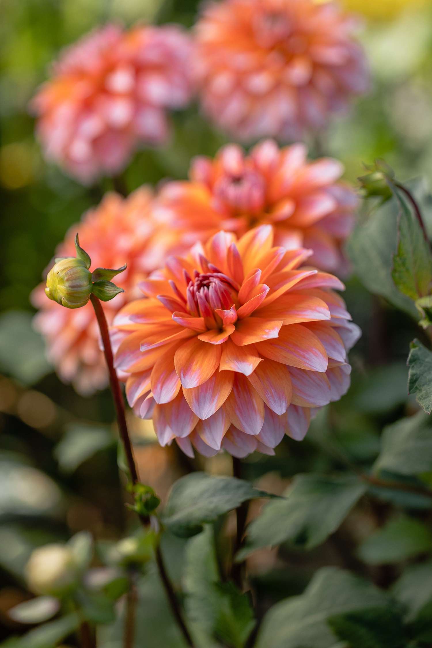 Daalia 'Peaches & Vanilla'